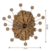 Load image into Gallery viewer, 14 Mukhi Rudraksha - Nepali