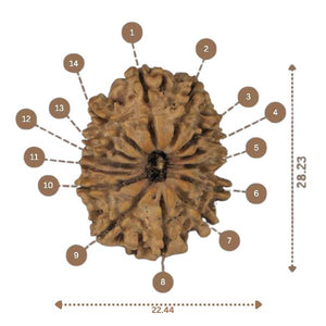 14 Mukhi Rudraksha - Nepali