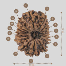 Load image into Gallery viewer, 16 Mukhi Rudraksha(Nepali)