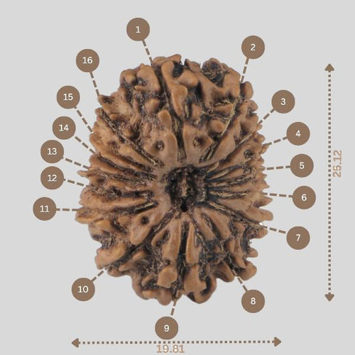 16 Mukhi Rudraksha(Nepali)