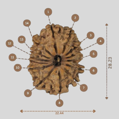 14 Mukhi Rudraksha - Nepali