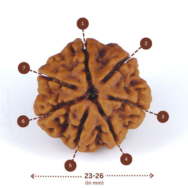 7 Mukhi Rudraksha(Nepali) - Regular Size with X-ray report.