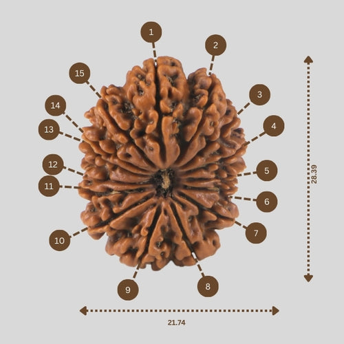 15 Mukhi Rudraksha(Nepali)