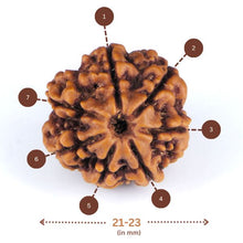 Load image into Gallery viewer, 7 Mukhi Rudraksha(Nepali) - Medium Size with X-ray Report