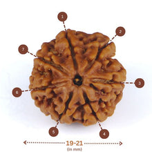 Load image into Gallery viewer, 7 Mukhi Rudraksha(Nepali) - Small Size with X-ray Report