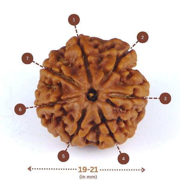 7 Mukhi Rudraksha(Nepali) - Small Size with X-ray Report