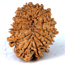 Load image into Gallery viewer, 14 Mukhi Rudraksha - Nepali Vendor Rudradhyay