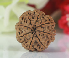 Load image into Gallery viewer, 8 mukhi Rudraksha (Nepal) - Big size with X-ray report