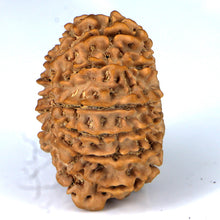 Load image into Gallery viewer, 14 Mukhi Rudraksha - Nepali Vendor Rudradhyay