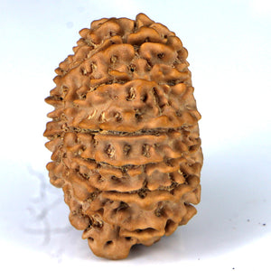 14 Mukhi Rudraksha - Nepali Vendor Rudradhyay