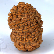 Load image into Gallery viewer, 14 Mukhi Rudraksha - Nepali Vendor Rudradhyay