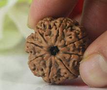 Load image into Gallery viewer, 8 mukhi Rudraksha (Nepal) - Big size with X-ray report