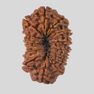 15 Mukhi Rudraksha(Nepali)