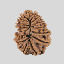 Load image into Gallery viewer, 16 Mukhi Rudraksha(Nepali)