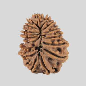 16 Mukhi Rudraksha(Nepali)