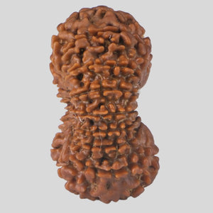 15 Mukhi Rudraksha(Nepali)