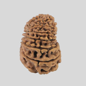 16 Mukhi Rudraksha(Nepali)