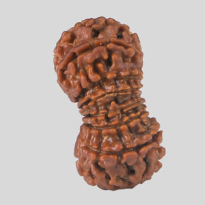 15 Mukhi Rudraksha(Nepali)