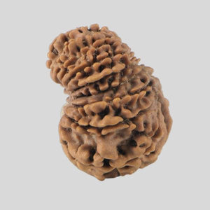 16 Mukhi Rudraksha(Nepali)