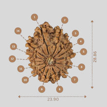 Load image into Gallery viewer, 14 Mukhi Rudraksha - Nepali Vendor Rudradhyay