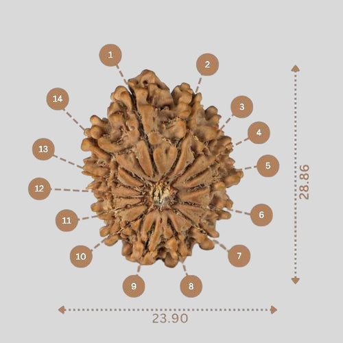 14 Mukhi Rudraksha - Nepali Vendor Rudradhyay