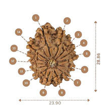 Load image into Gallery viewer, 14 Mukhi Rudraksha - Nepali Vendor Rudradhyay