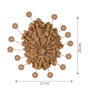 14 Mukhi Rudraksha - Nepali Vendor Rudradhyay