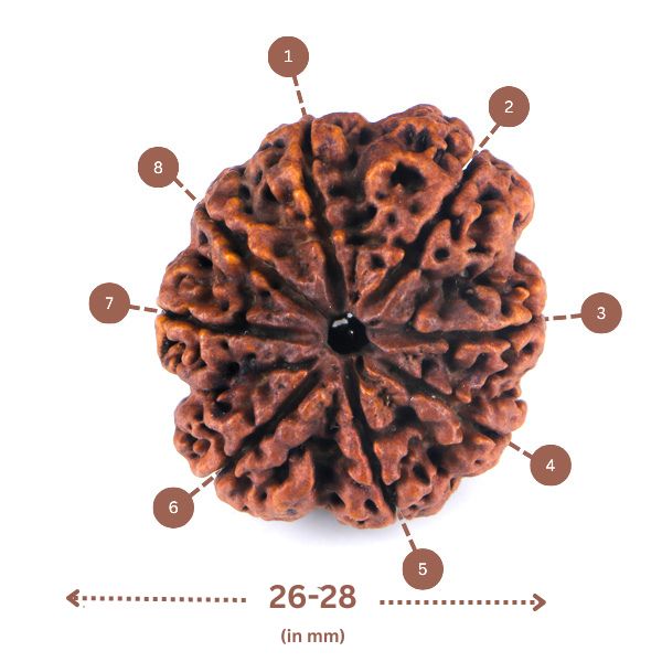 8 mukhi Rudraksha (Nepal) - Big size with X-ray report