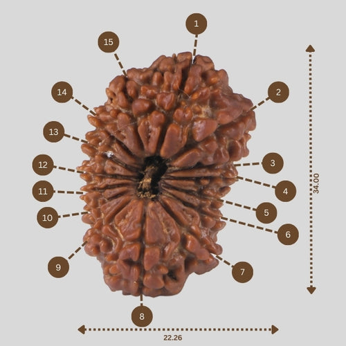 15 Mukhi Rudraksha(Nepali)