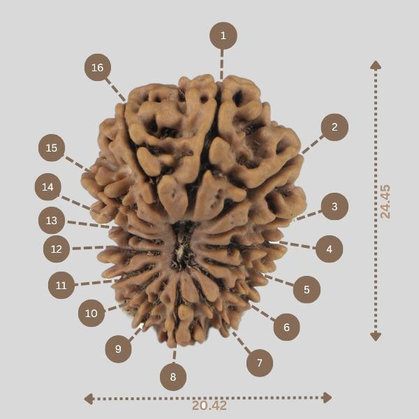 16 Mukhi Rudraksha(Nepali)