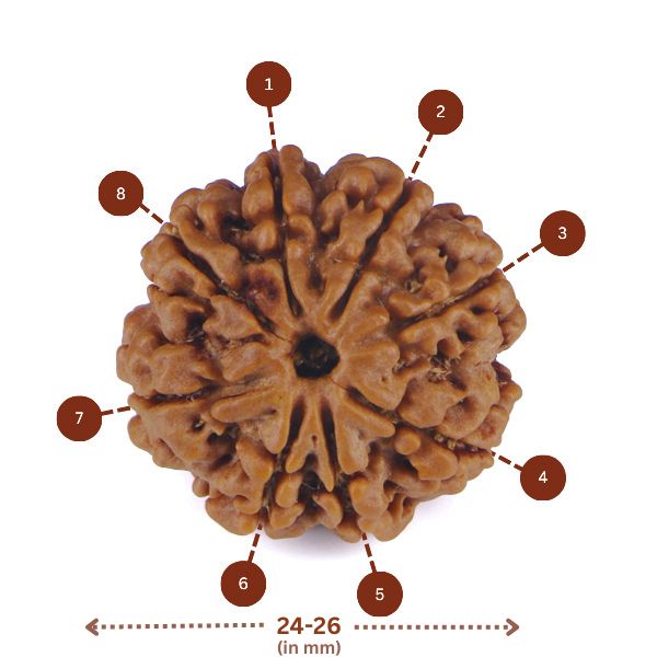 8 mukhi Rudraksha (Nepal) - Medium with X-ray report