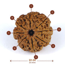 Load image into Gallery viewer, 8 mukhi Rudraksha (Nepal) - Small bead with X-ray report