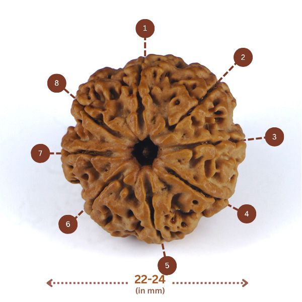 8 mukhi Rudraksha (Nepal) - Small bead with X-ray report