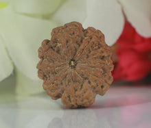 Load image into Gallery viewer, 9 mukhi Rudraksha (Nepal) - Big size with X-ray report