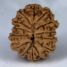 Load image into Gallery viewer, 14 Mukhi Rudraksha - Nepali Vendor Rudradhyay