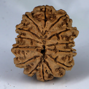 14 Mukhi Rudraksha - Nepali Vendor Rudradhyay