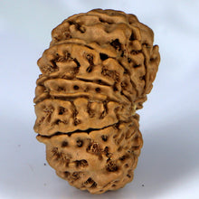 Load image into Gallery viewer, 14 Mukhi Rudraksha - Nepali Vendor Rudradhyay