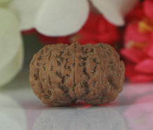 Load image into Gallery viewer, 9 mukhi Rudraksha (Nepal) - Big size with X-ray report