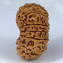 Load image into Gallery viewer, 14 Mukhi Rudraksha - Nepali Vendor Rudradhyay