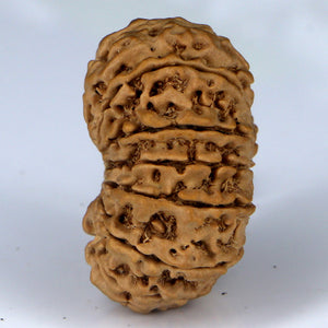 14 Mukhi Rudraksha - Nepali Vendor Rudradhyay