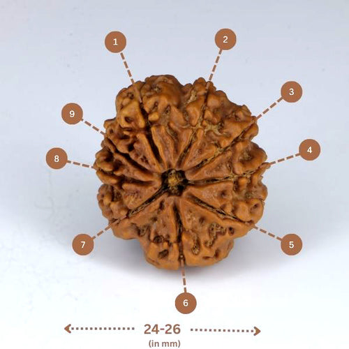 9 mukhi Rudraksha (Nepal) - Big size with X-ray report