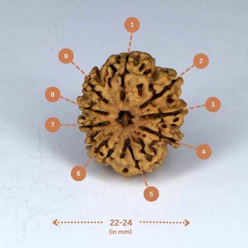 9 Mukhi Rudraksha (Nepali) - Medium with X-ray report