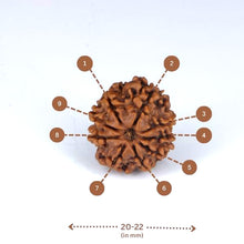 Load image into Gallery viewer, 9 Mukhi Rudraksha (Nepali) - Small bead with X-ray