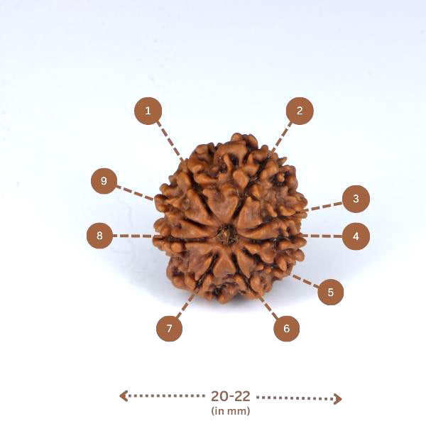 9 Mukhi Rudraksha (Nepali) - Small bead with X-ray