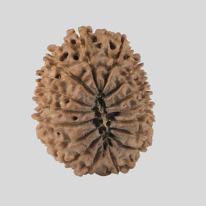 16 Mukhi Rudraksha(Nepali)