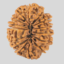 Load image into Gallery viewer, 15 Mukhi Rudraksha(Nepali)