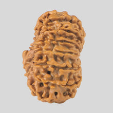 Load image into Gallery viewer, 15 Mukhi Rudraksha(Nepali)