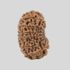 16 Mukhi Rudraksha(Nepali)