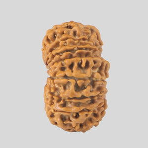 15 Mukhi Rudraksha(Nepali)