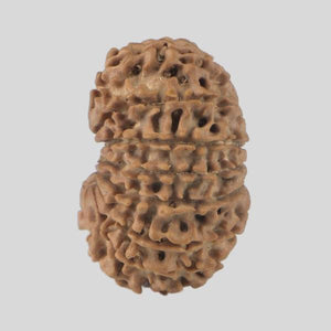 16 Mukhi Rudraksha(Nepali)